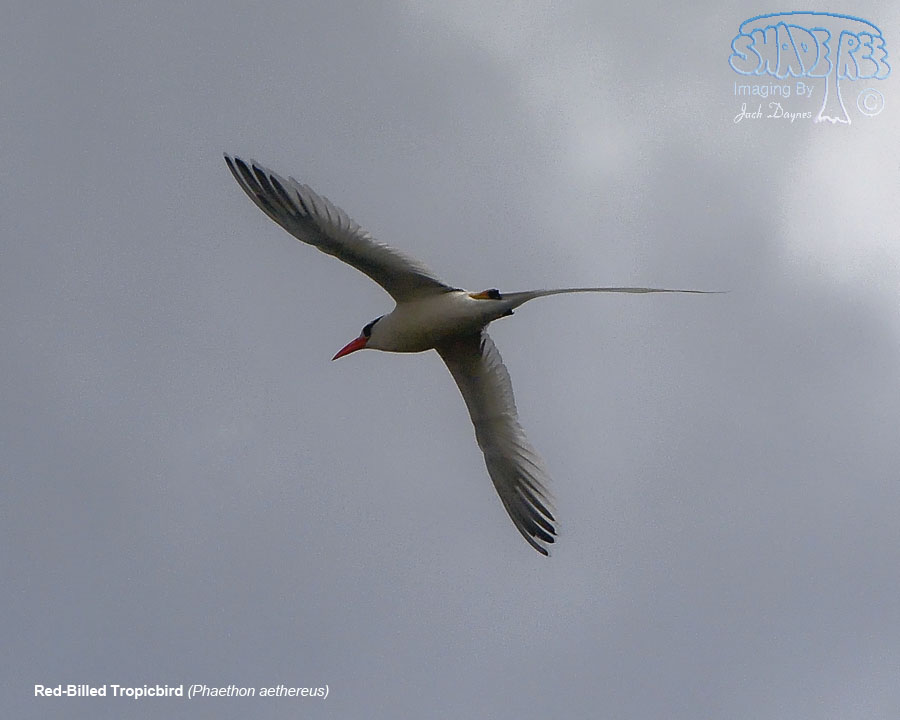 Red-Billed Tropicbird - Phaethon aethereus