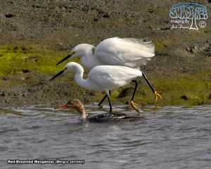 2017-05-15 South San Diego Bay