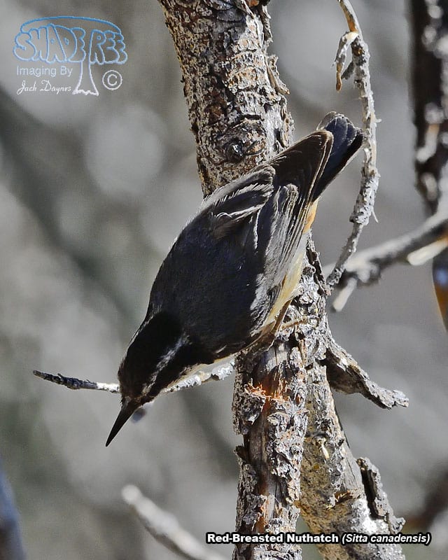 Red-Breasted Nuthatch - Sitta canadensis