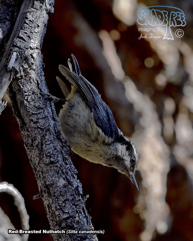 Red-Breasted Nuthatch - Sitta canadensis