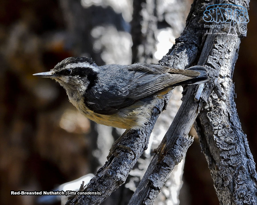 Red-Breasted Nuthatch - Sitta canadensis