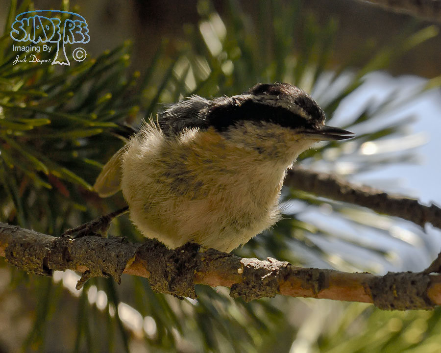 Red-Breasted Nuthatch - Sitta canadensis