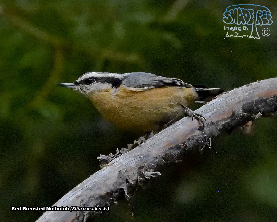 Red-Breasted Nuthatch - Sitta canadensis