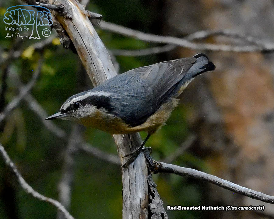 Red-Breasted Nuthatch - Sitta canadensis