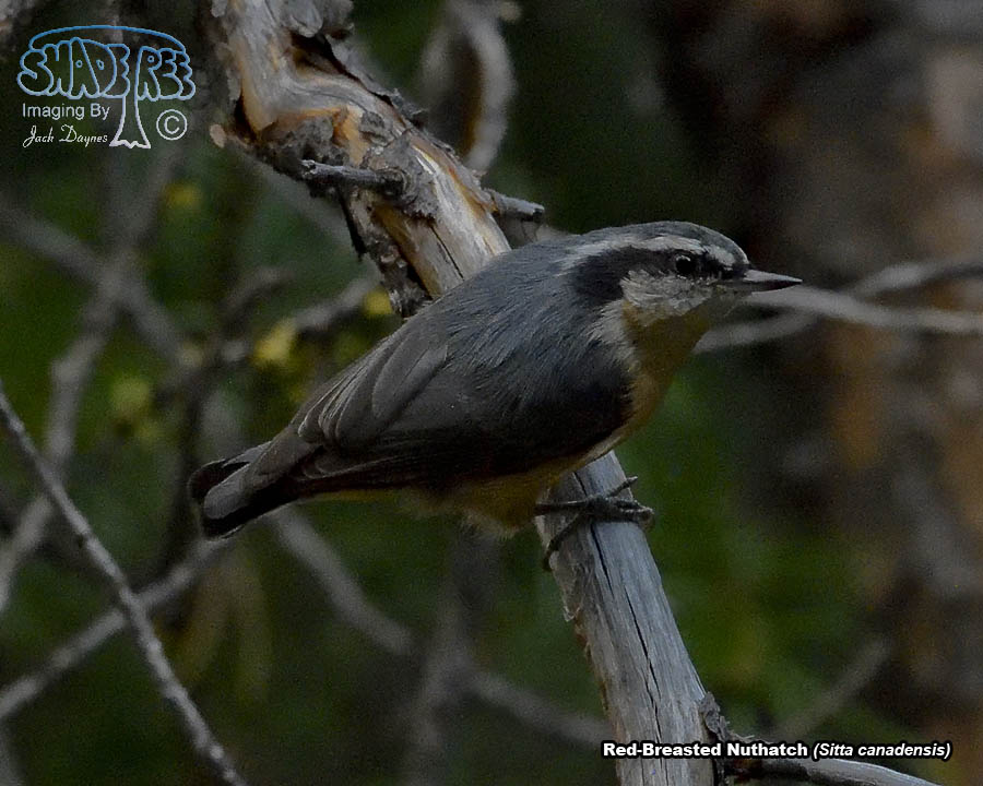 Red-Breasted Nuthatch - Sitta canadensis