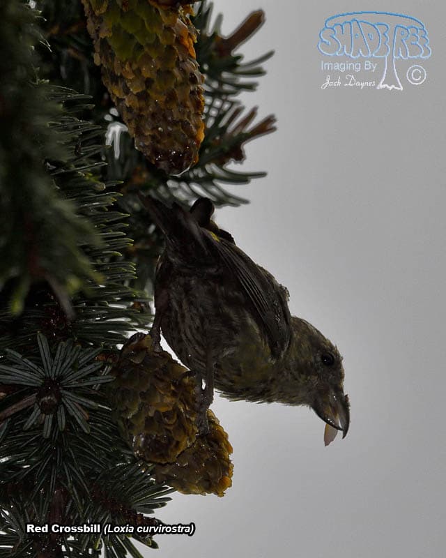 Red Crossbill - Loxia curvirostra