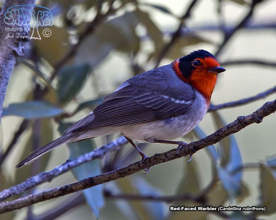 Red-Faced Warbler - Cardellina rubrifrons