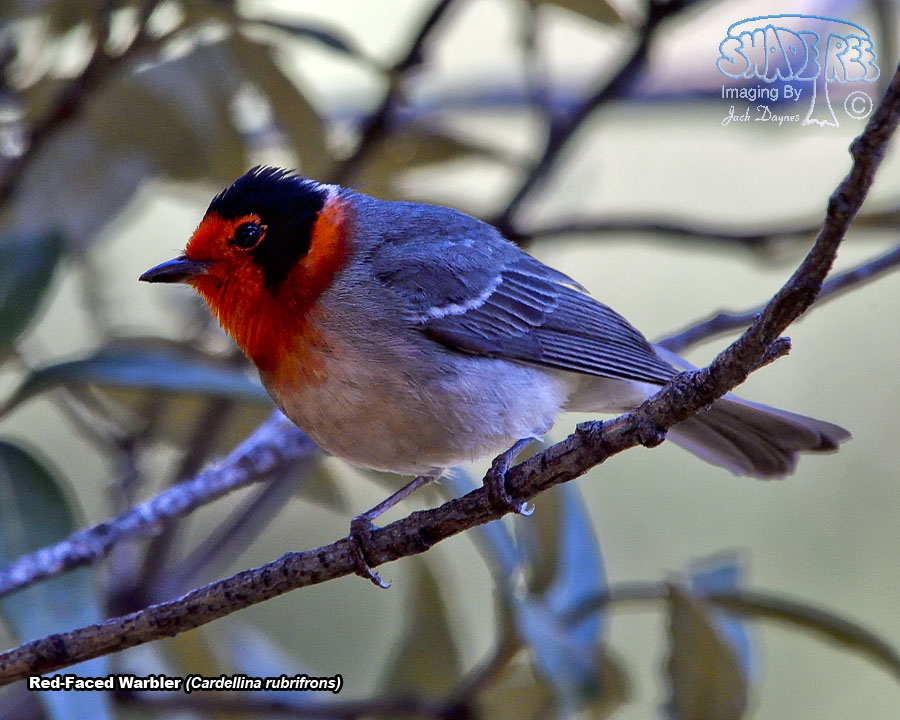 Red-Faced Warbler - Cardellina rubrifrons