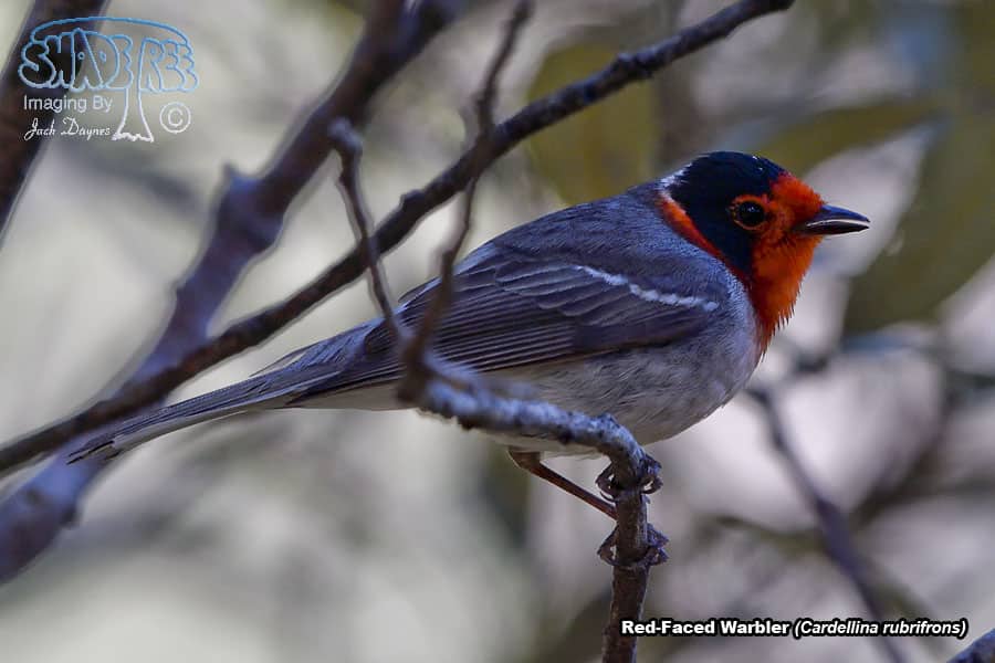 Red-Faced Warbler - Cardellina rubrifrons