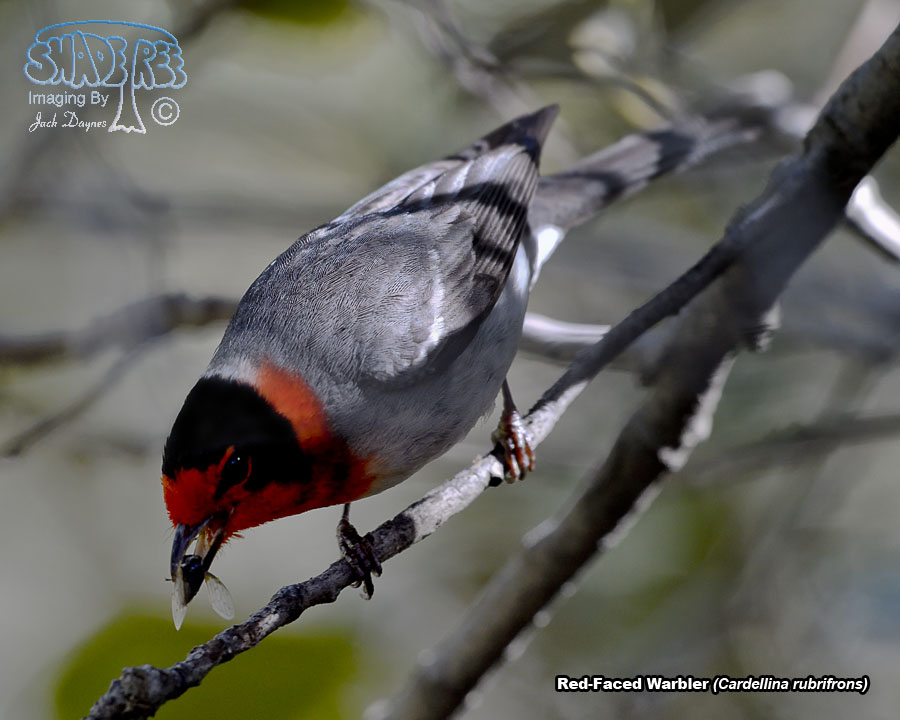 Red-Faced Warbler - Cardellina rubrifrons