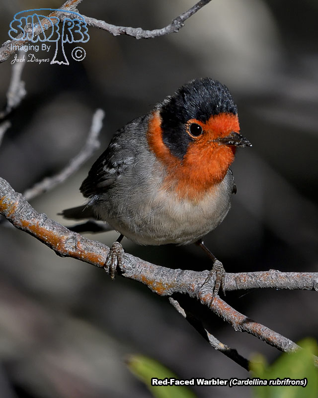 Red-Faced Warbler - Cardellina rubrifrons