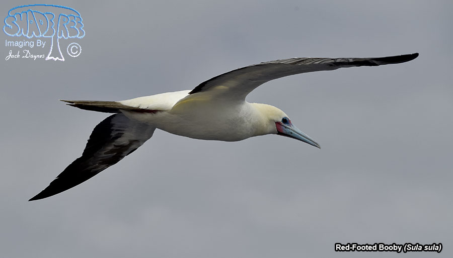 Red-Footed Booby - Sula sula