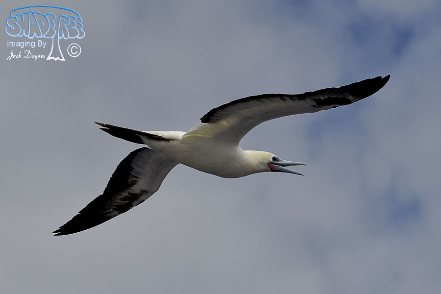 Red-Footed Booby - Sula sula