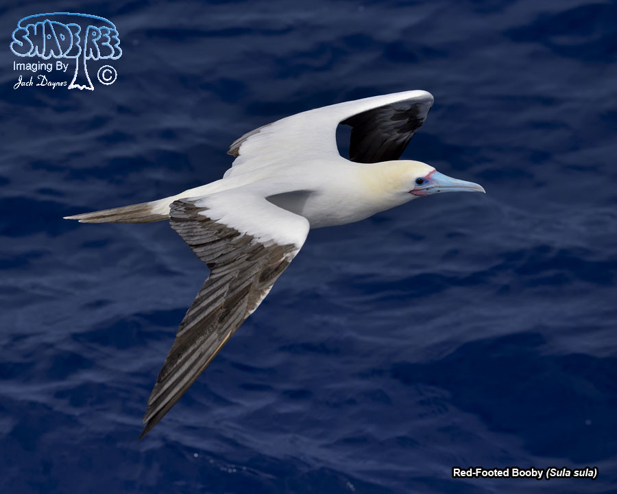 Red-Footed Booby - Sula sula
