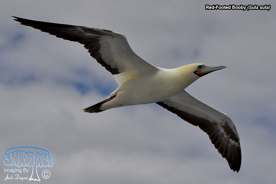 Red-Footed Booby - Sula sula
