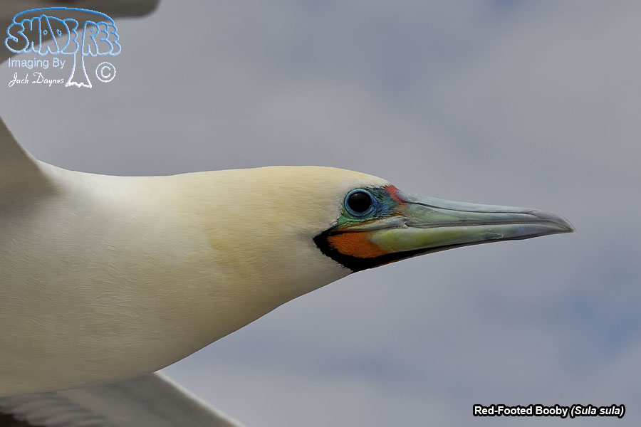 Red-Footed Booby - Sula sula
