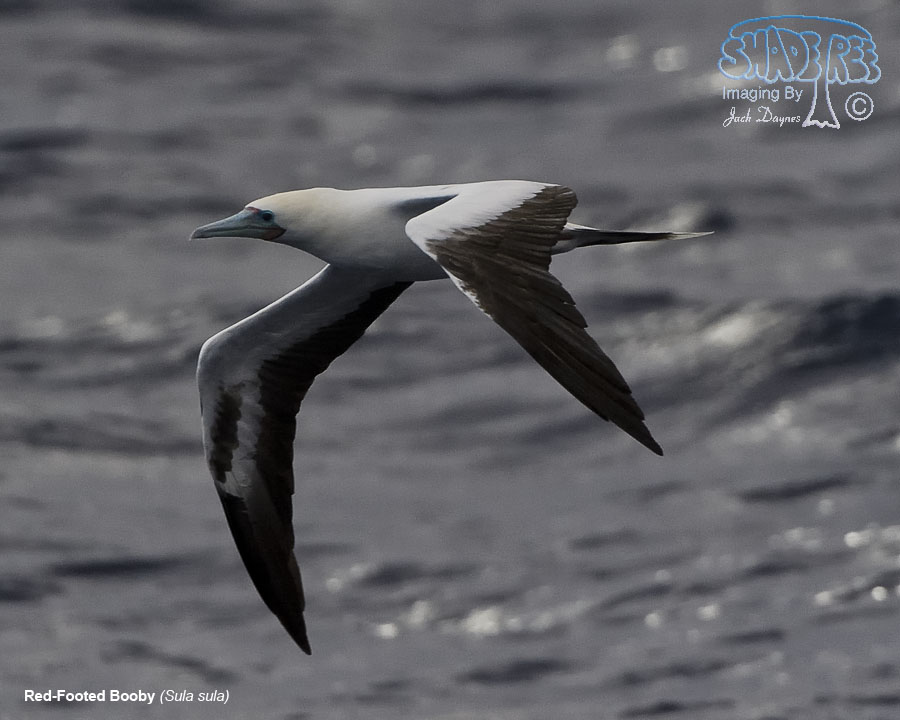 Red-Footed Booby - Sula sula