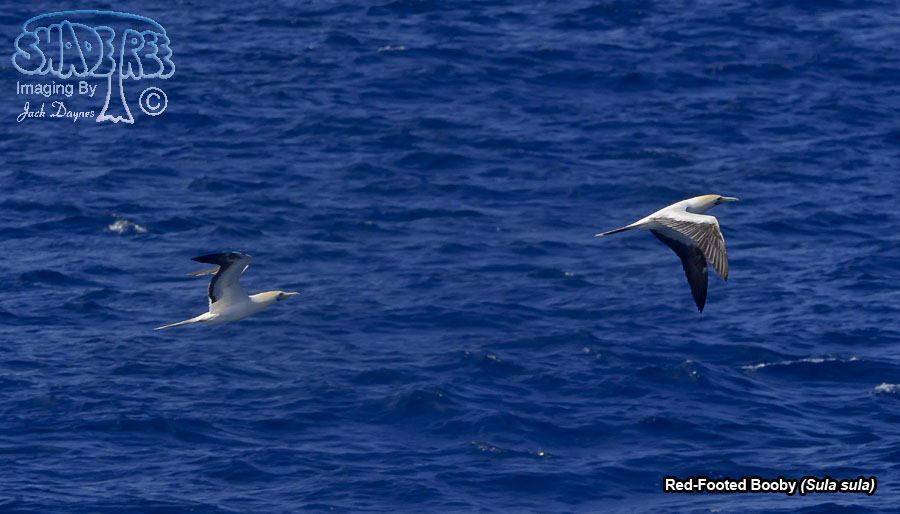 Red-Footed Booby - Sula sula