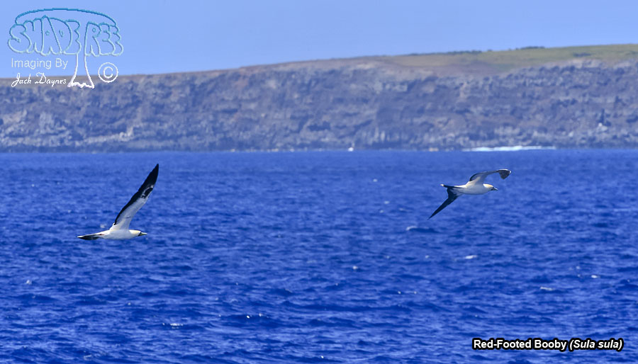Red-Footed Booby - Sula sula