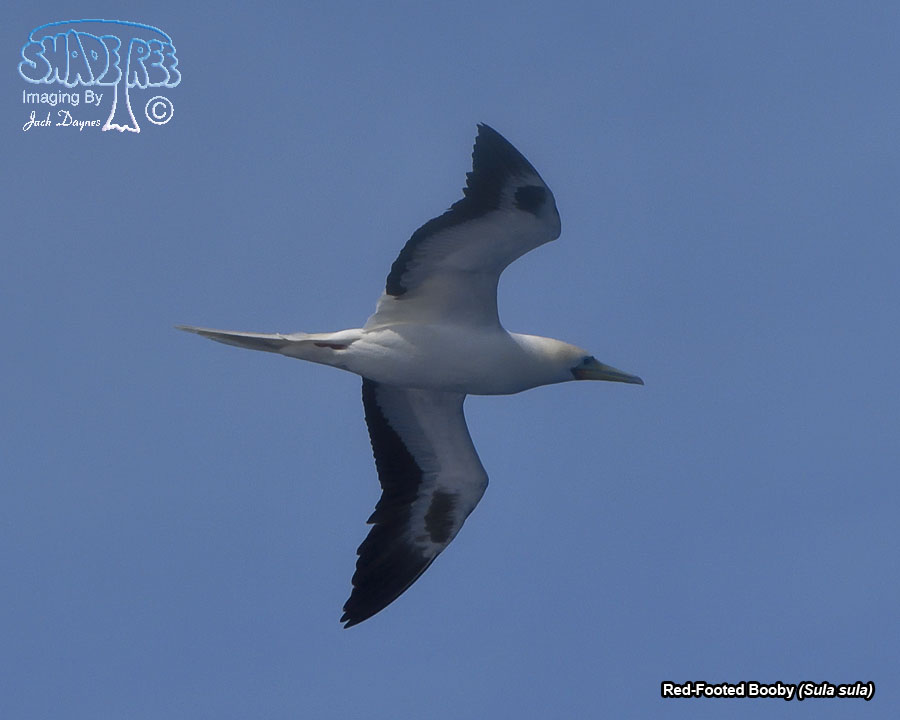 Red-Footed Booby - Sula sula