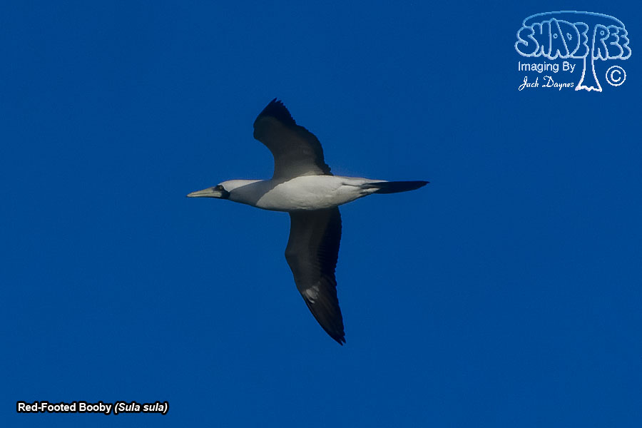 Red-Footed Booby - Sula sula