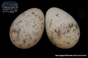New Gallery Added (Eggs And Their Shapes)