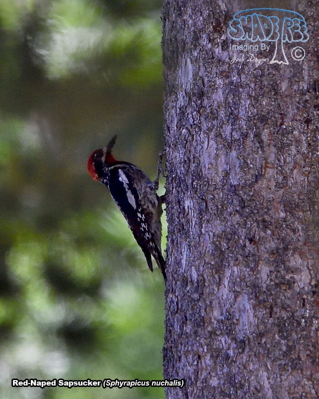 Red-Naped Sapsucker - Sphyrapicus nuchalis