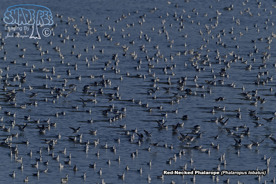 Red-Necked Phalarope - Phalaropus lobatus