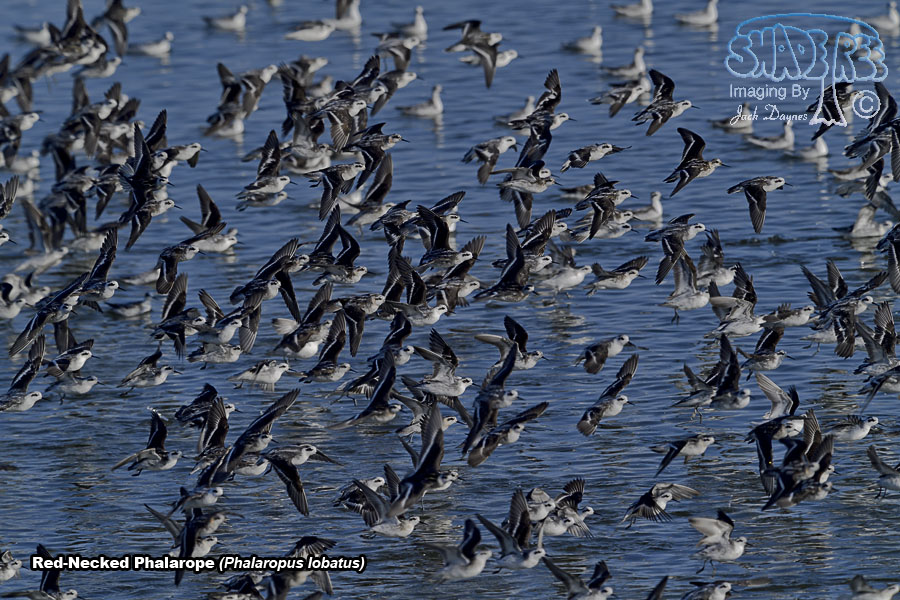 Red-Necked Phalarope - Phalaropus lobatus