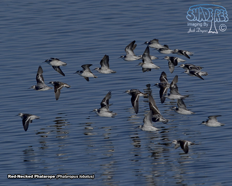 Red-Necked Phalarope - Phalaropus lobatus