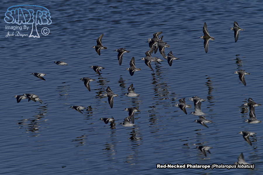 Red-Necked Phalarope - Phalaropus lobatus