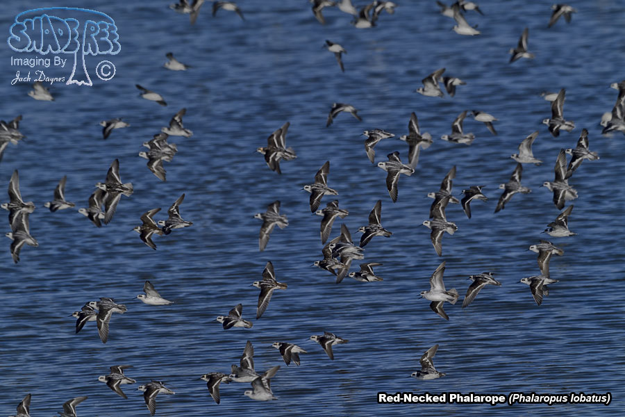 Red-Necked Phalarope - Phalaropus lobatus