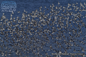 2017-08-17&18 Antelope Island Phalaropes