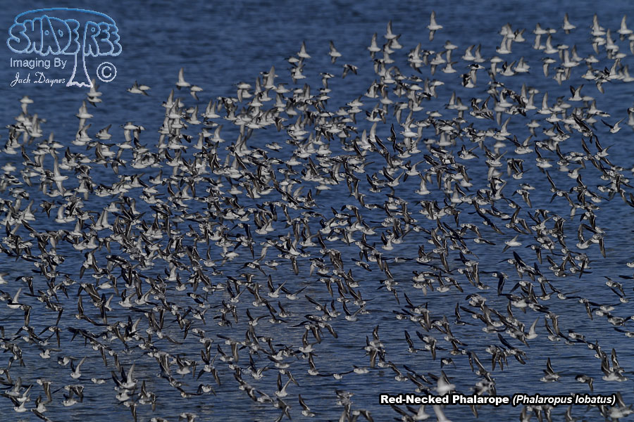 Red-Necked Phalarope - Phalaropus lobatus