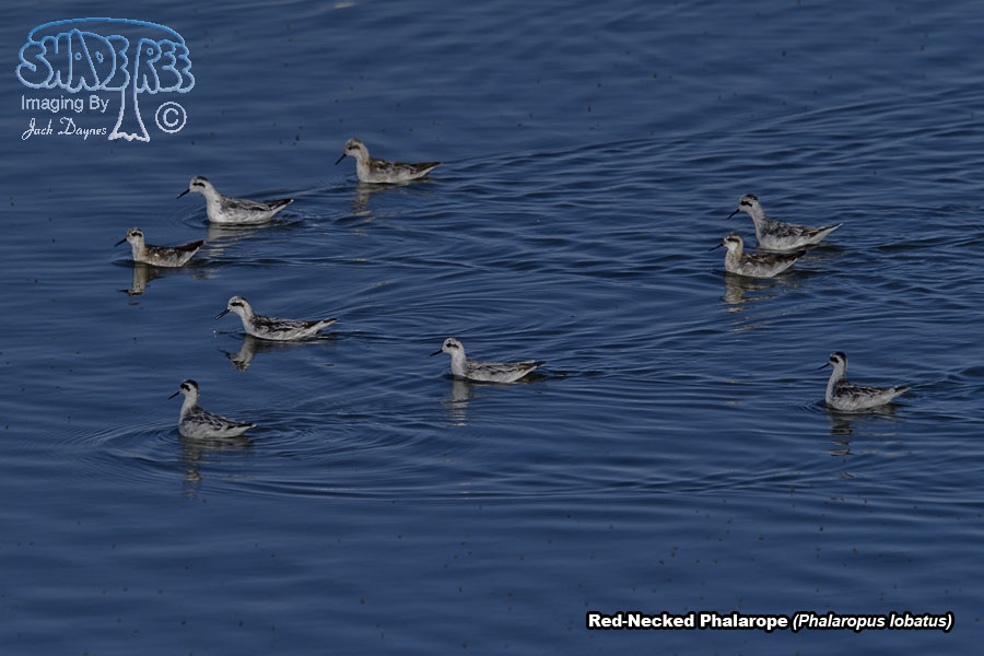 Red-Necked Phalarope - Phalaropus lobatus