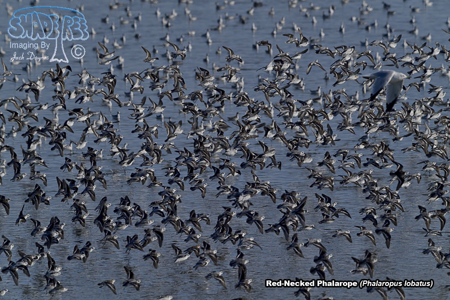 Red-Necked Phalarope - Phalaropus lobatus