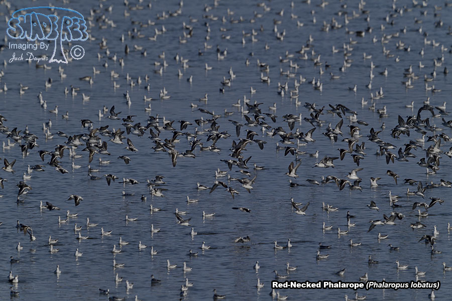Red-Necked Phalarope - Phalaropus lobatus