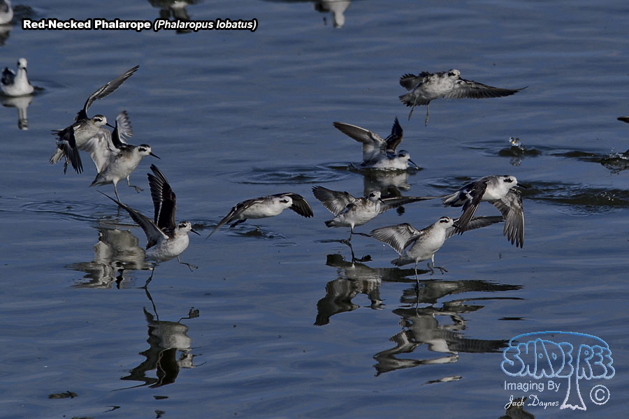 Red-Necked Phalarope - Phalaropus lobatus