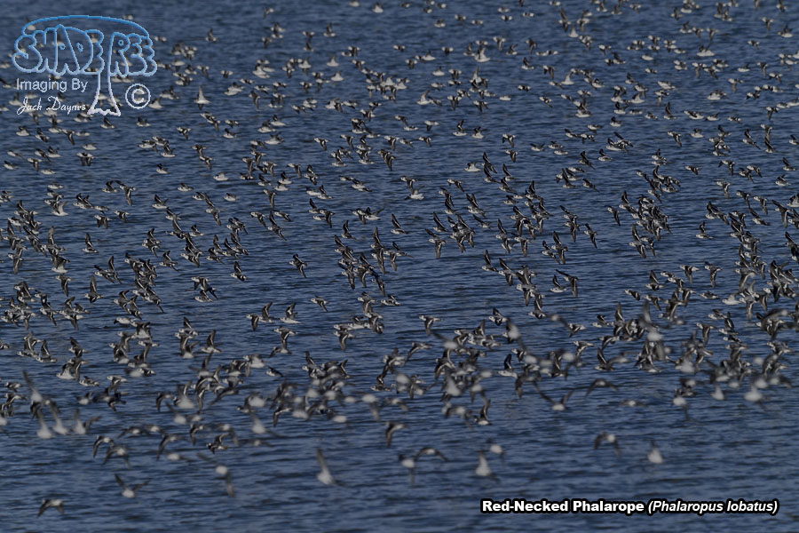 Red-Necked Phalarope - Phalaropus lobatus
