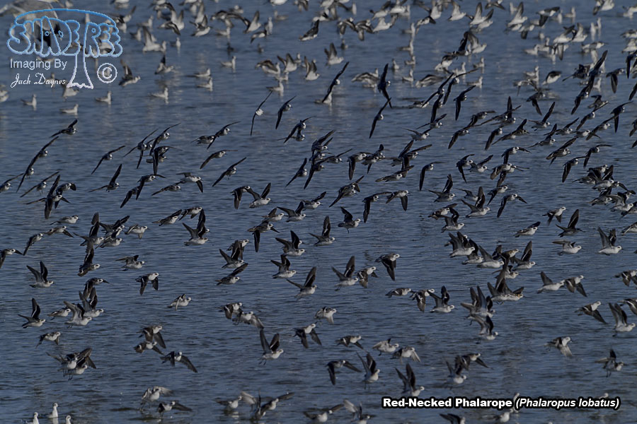 Red-Necked Phalarope - Phalaropus lobatus