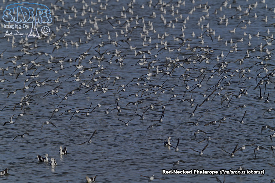 Red-Necked Phalarope - Phalaropus lobatus