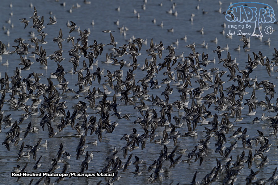 Red-Necked Phalarope - Phalaropus lobatus