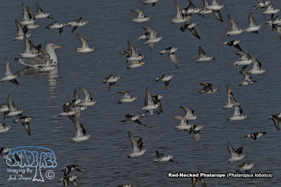Red-Necked Phalarope - Phalaropus lobatus