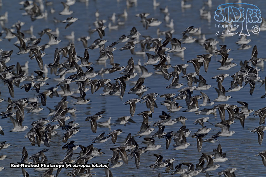 Red-Necked Phalarope - Phalaropus lobatus