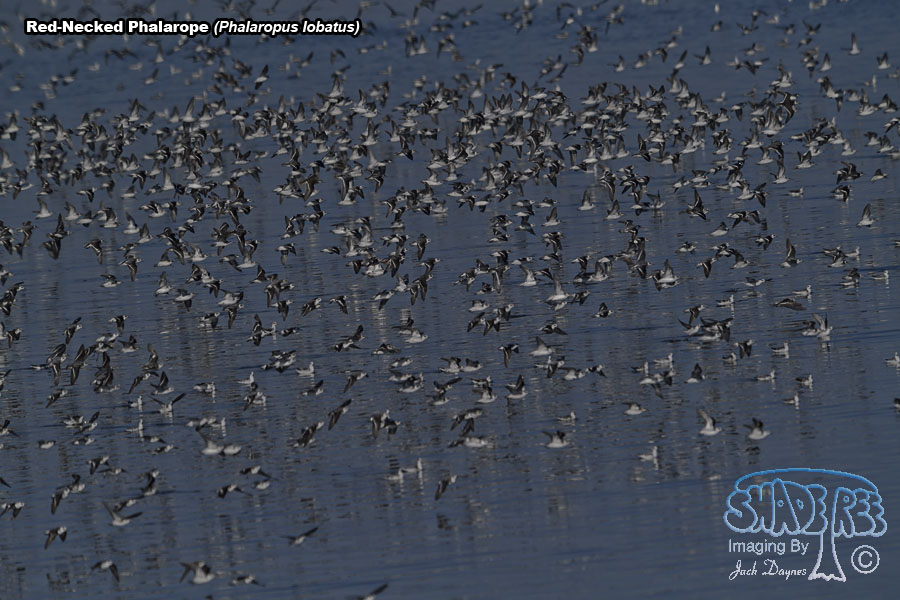 Red-Necked Phalarope - Phalaropus lobatus