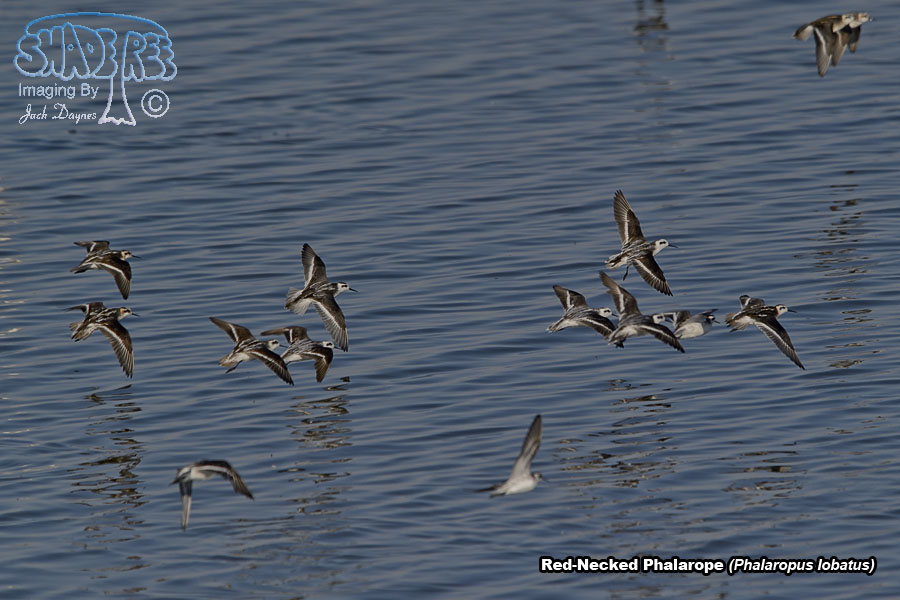 Red-Necked Phalarope - Phalaropus lobatus