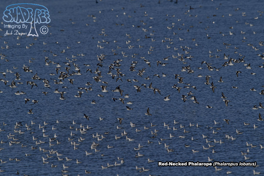 Red-Necked Phalarope - Phalaropus lobatus