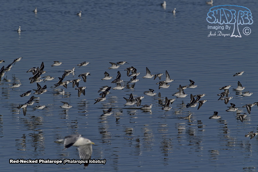 Red-Necked Phalarope - Phalaropus lobatus