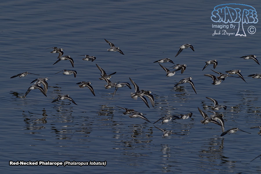 Red-Necked Phalarope - Phalaropus lobatus