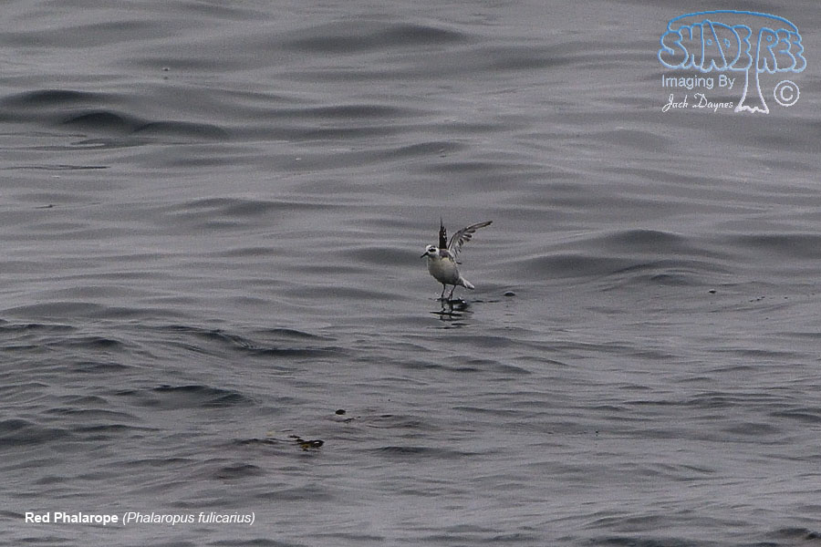 Red Phalarope - Phalaropus fulicarius